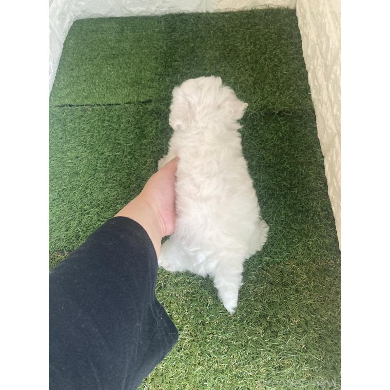 販売中の東京都のビションフリーゼ-432197の3枚目