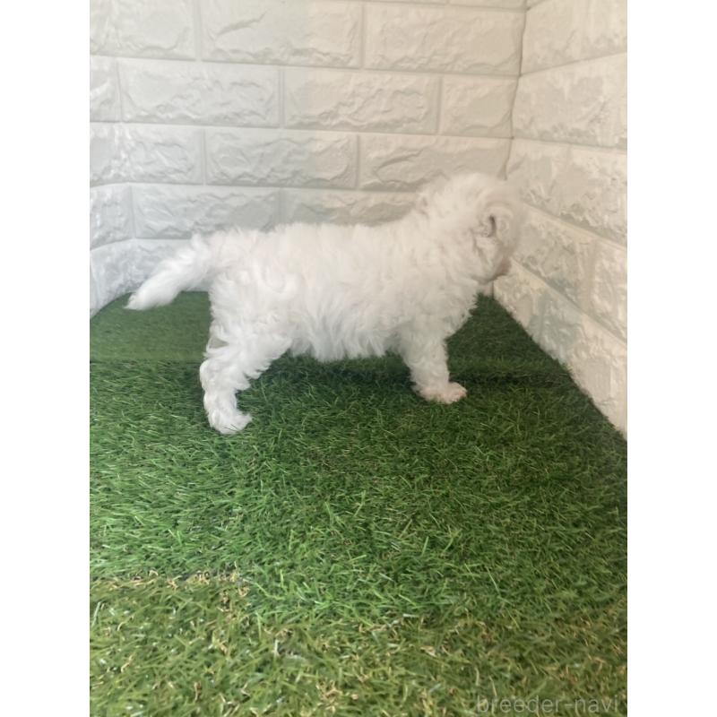 販売中の東京都のビションフリーゼ-432197の2枚目