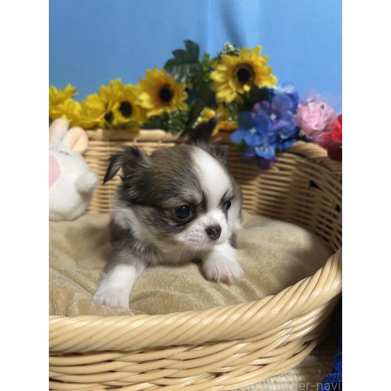 販売中の福岡県のチワワ(ロングコート)-432200の9枚目