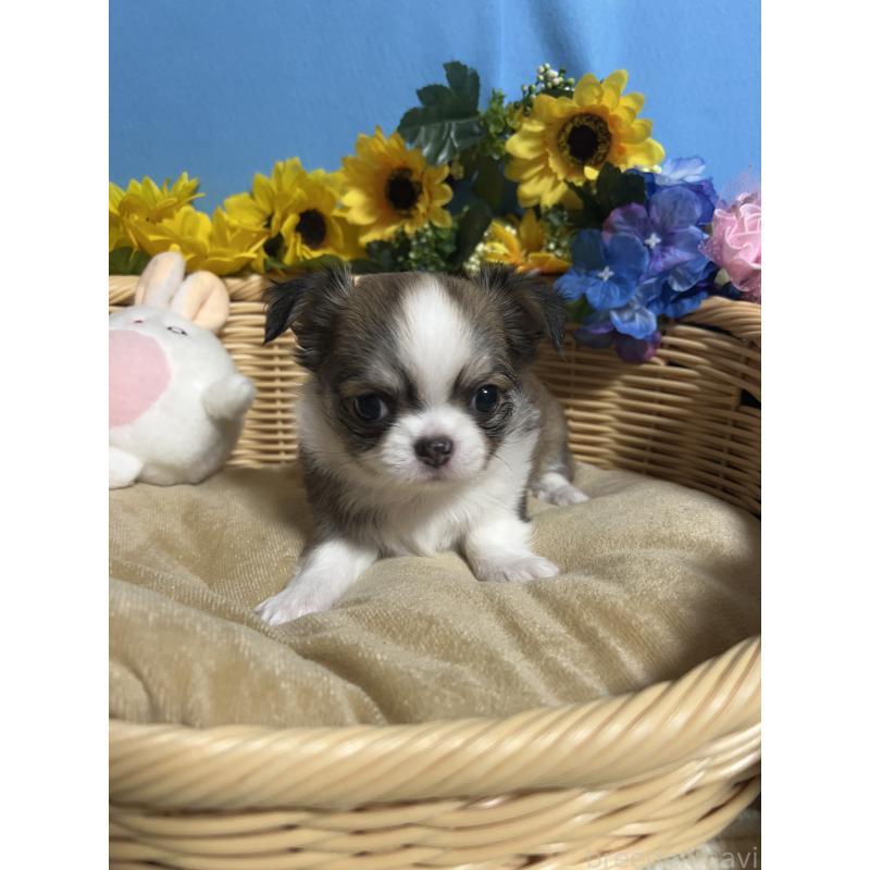 販売中の福岡県のチワワ(ロングコート)-432200の8枚目