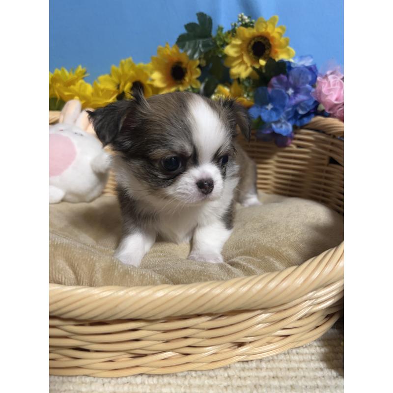 販売中の福岡県のチワワ(ロングコート)-432200の6枚目