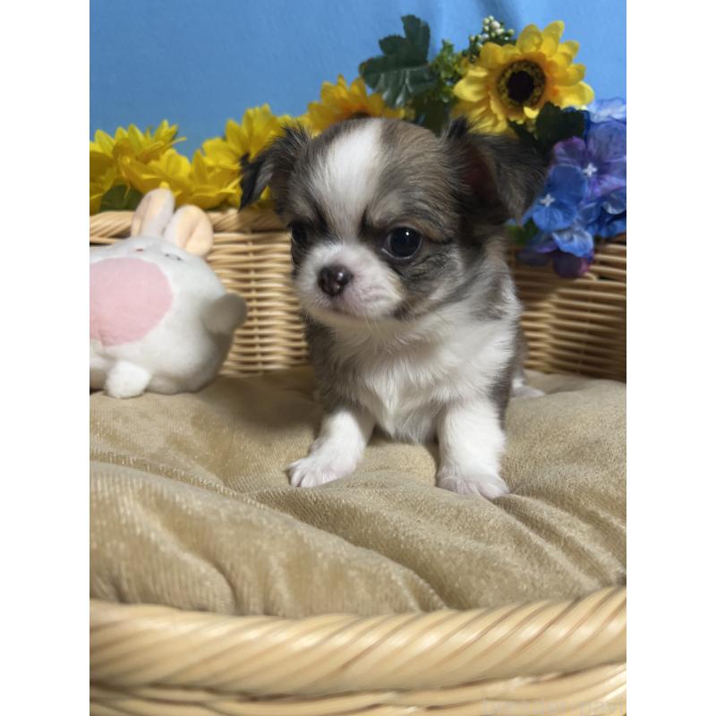 販売中の福岡県のチワワ(ロングコート)-432200の5枚目