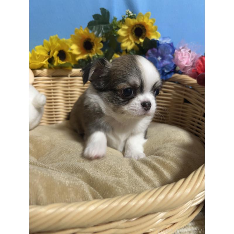 販売中の福岡県のチワワ(ロングコート)-432200の4枚目