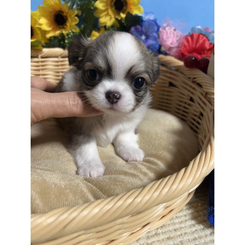 販売中の福岡県のチワワ(ロングコート)-432200の3枚目