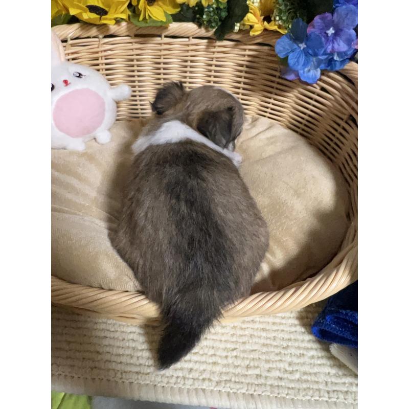 販売中の福岡県のチワワ(ロングコート)-432200の2枚目