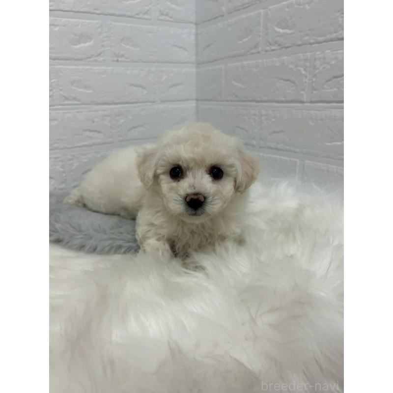 販売中の東京都のビションフリーゼ-432199の5枚目