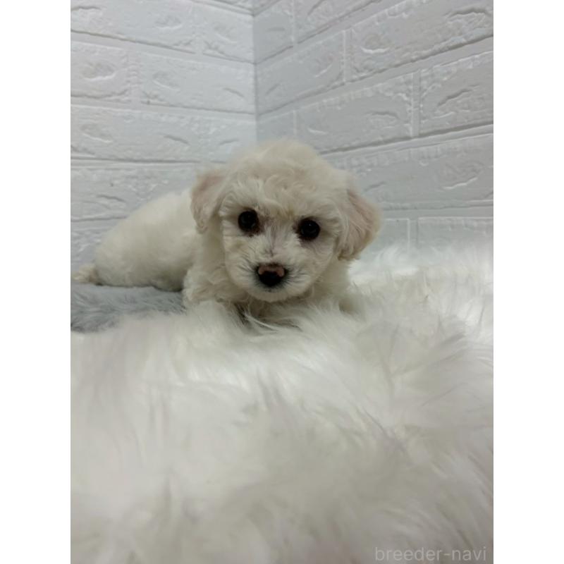 販売中の東京都のビションフリーゼ-432199の4枚目