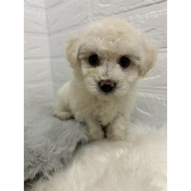 販売中の東京都のビションフリーゼ-432199の2枚目