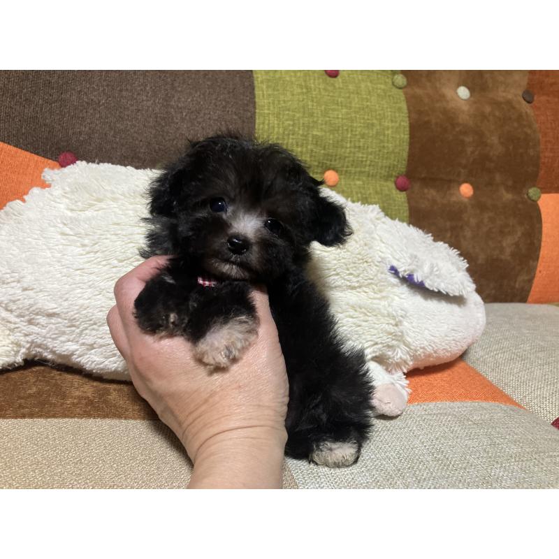 販売中の福岡県のマルプー:マルチーズ×トイプードル-432198の11枚目