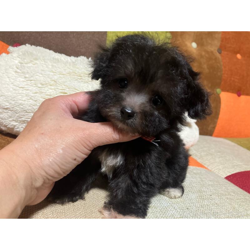 販売中の福岡県のマルプー:マルチーズ×トイプードル-432198の10枚目