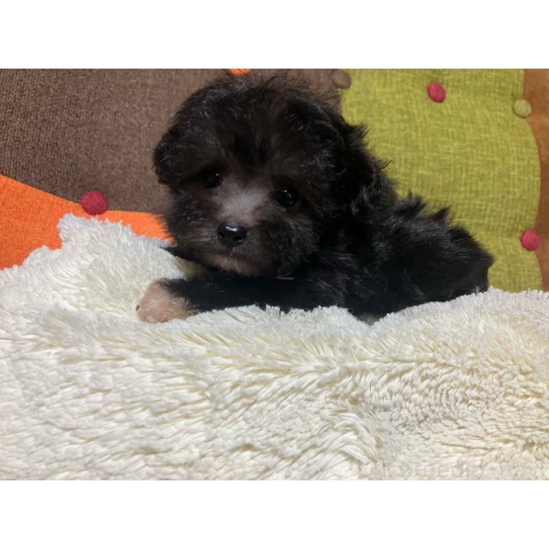 販売中の福岡県のマルプー:マルチーズ×トイプードル-432198の9枚目