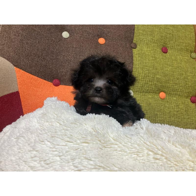 販売中の福岡県のマルプー:マルチーズ×トイプードル-432198の8枚目