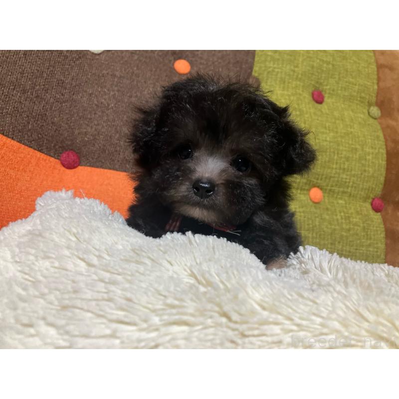 販売中の福岡県のマルプー:マルチーズ×トイプードル-432198の7枚目