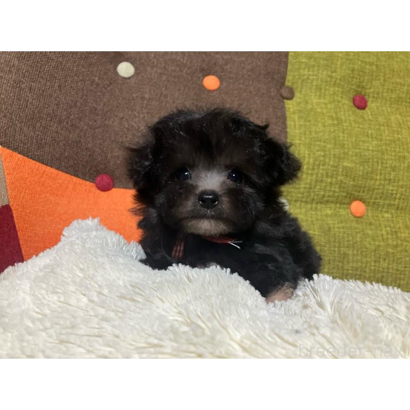 販売中の福岡県のマルプー:マルチーズ×トイプードル-432198の6枚目