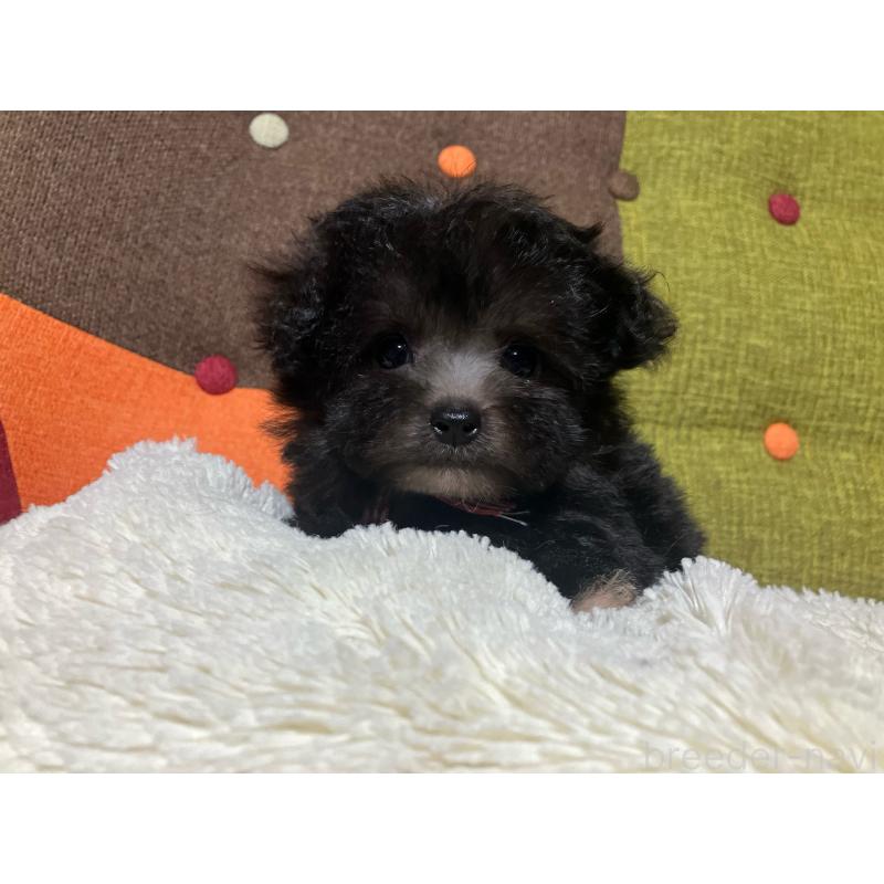 販売中の福岡県のマルプー:マルチーズ×トイプードル-432198の5枚目