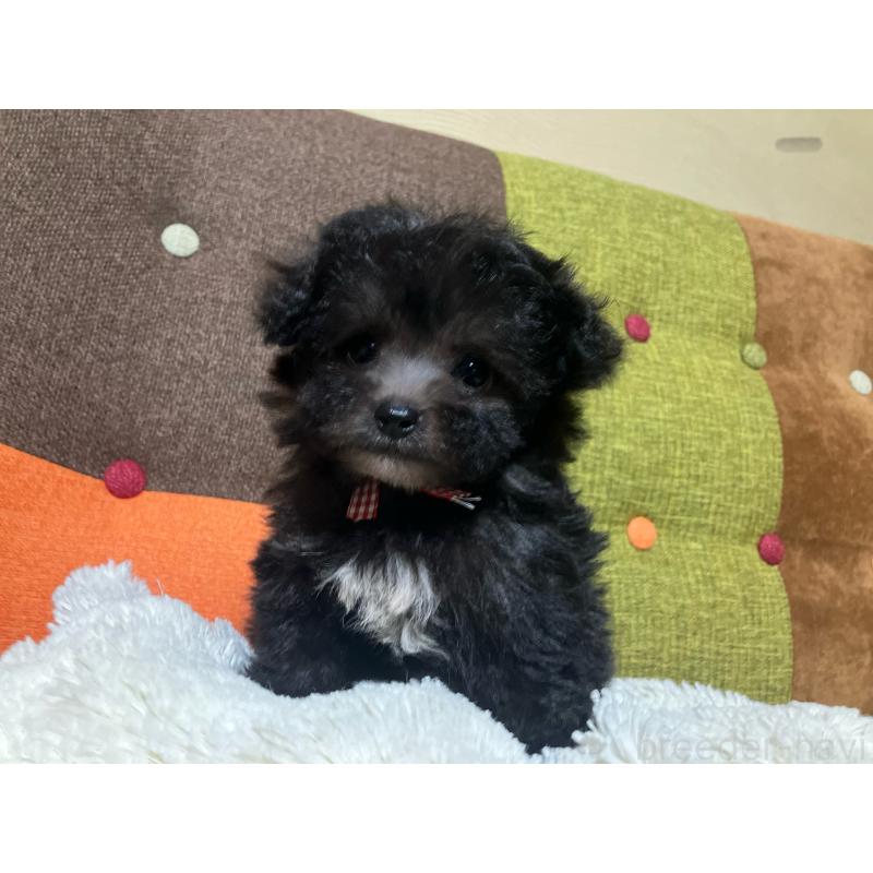 販売中の福岡県のマルプー:マルチーズ×トイプードル-432198の4枚目