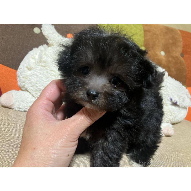 販売中の福岡県のマルプー:マルチーズ×トイプードル-432198の3枚目