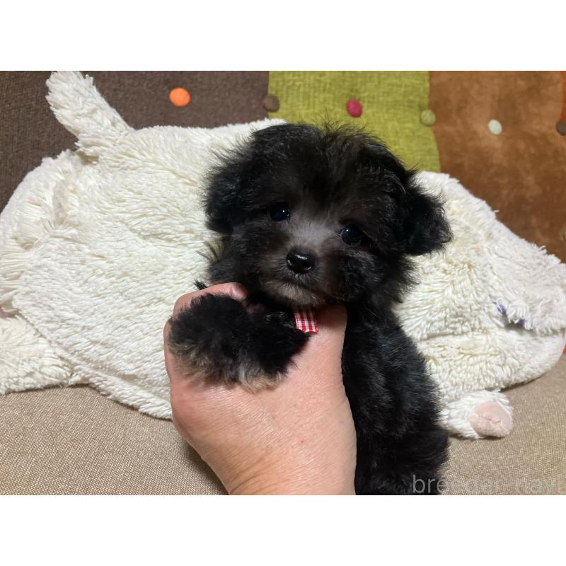 販売中の福岡県のマルプー:マルチーズ×トイプードル-432198の2枚目