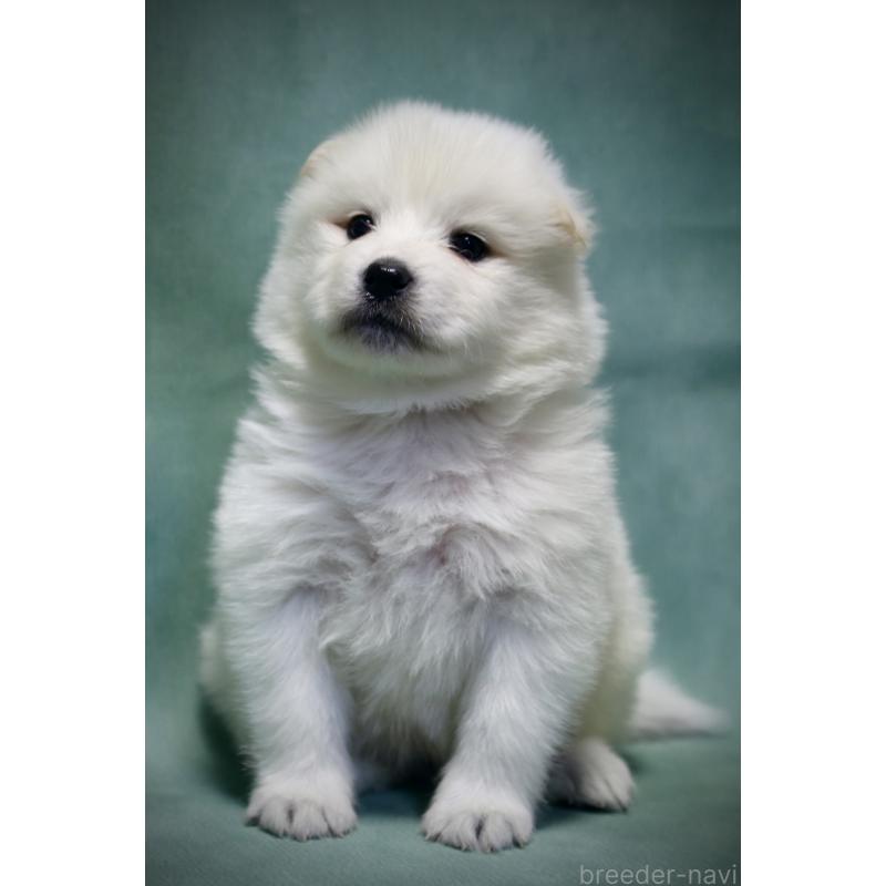 成約済の埼玉県のサモエド-430024の6枚目