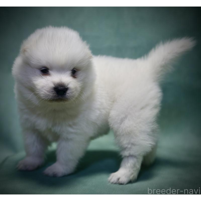 成約済の埼玉県のサモエド-430024の5枚目