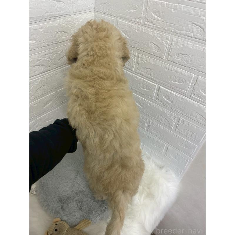 販売中の東京都のスタンダードプードル-432201の12枚目