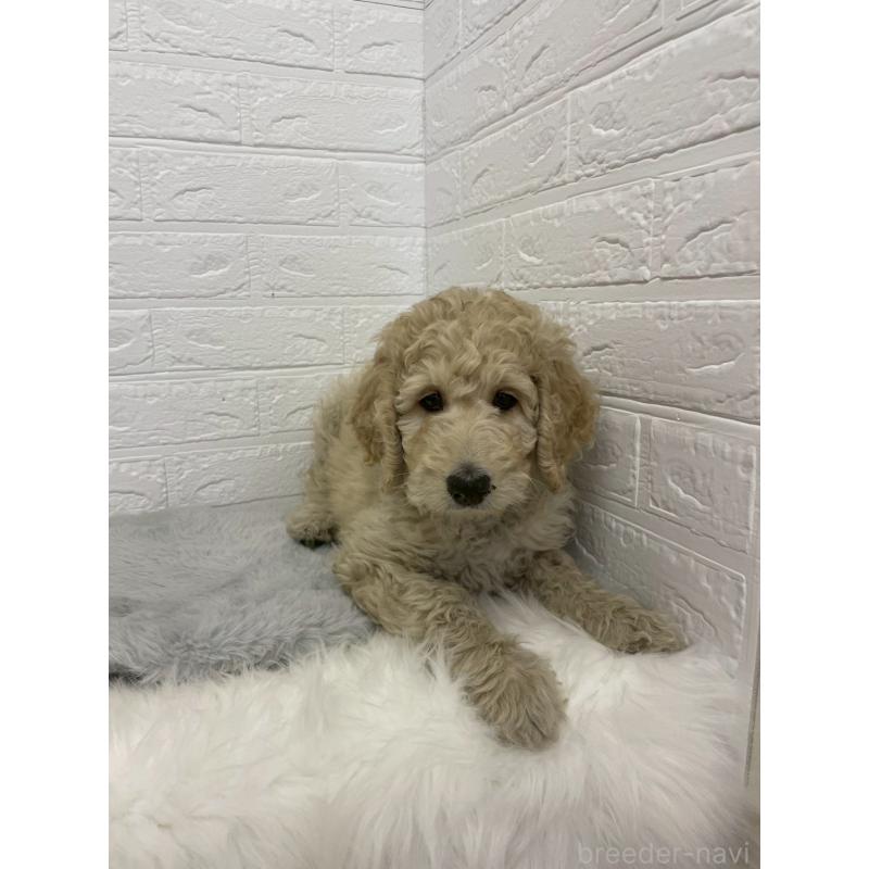 販売中の東京都のスタンダードプードル-432201の11枚目