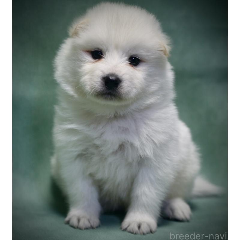 販売中の埼玉県のサモエド-430024