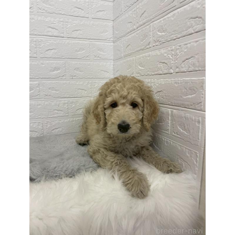 販売中の東京都のスタンダードプードル-432201の10枚目