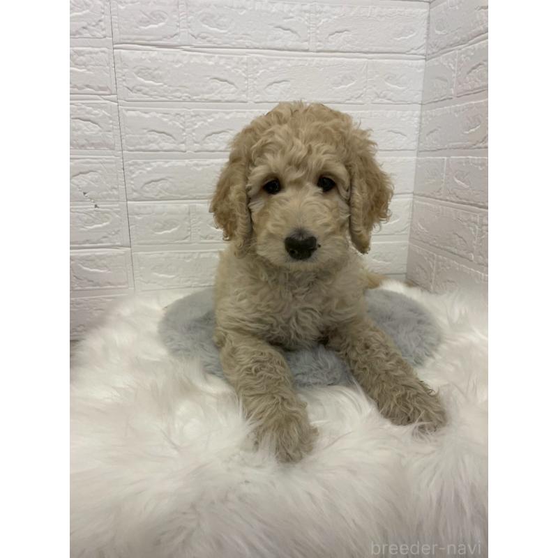 販売中の東京都のスタンダードプードル-432201の8枚目