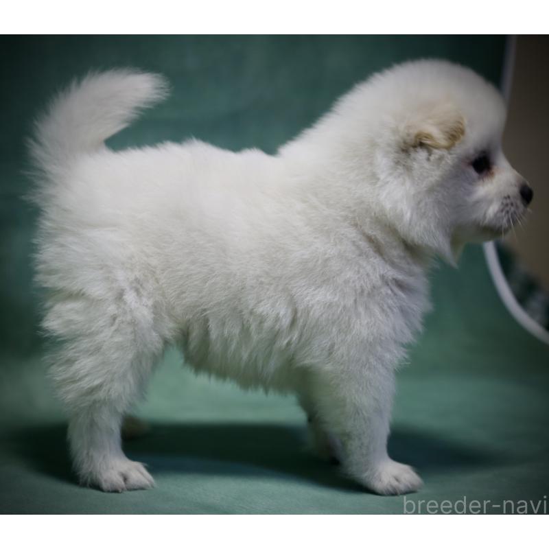 成約済の埼玉県のサモエド-430024の4枚目