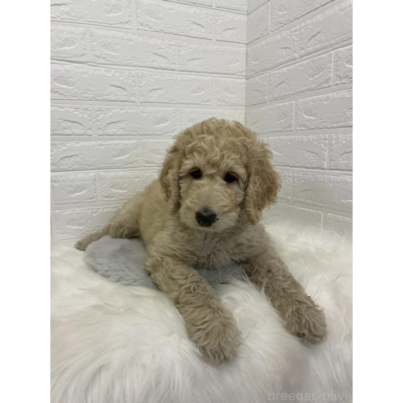 販売中の東京都のスタンダードプードル-432201の7枚目