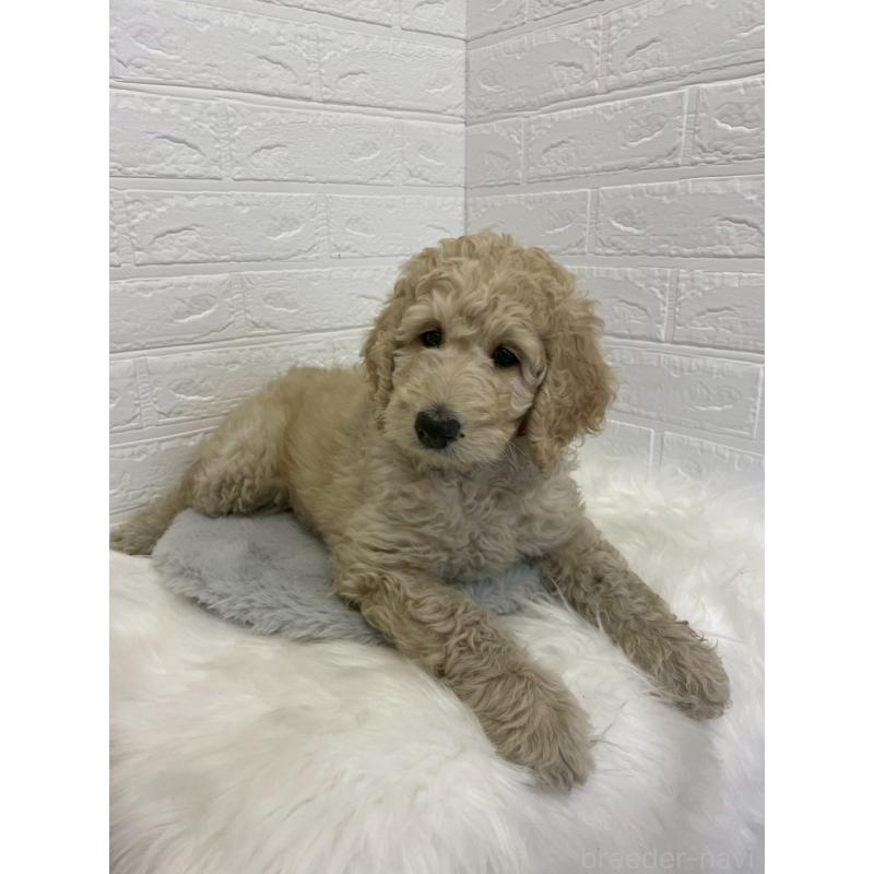 販売中の東京都のスタンダードプードル-432201の6枚目