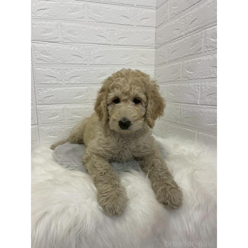 販売中の東京都のスタンダードプードル-432201の4枚目