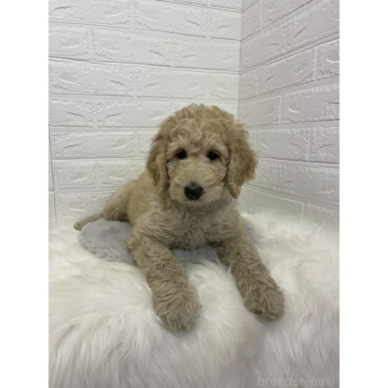 販売中の東京都のスタンダードプードル-432201の5枚目