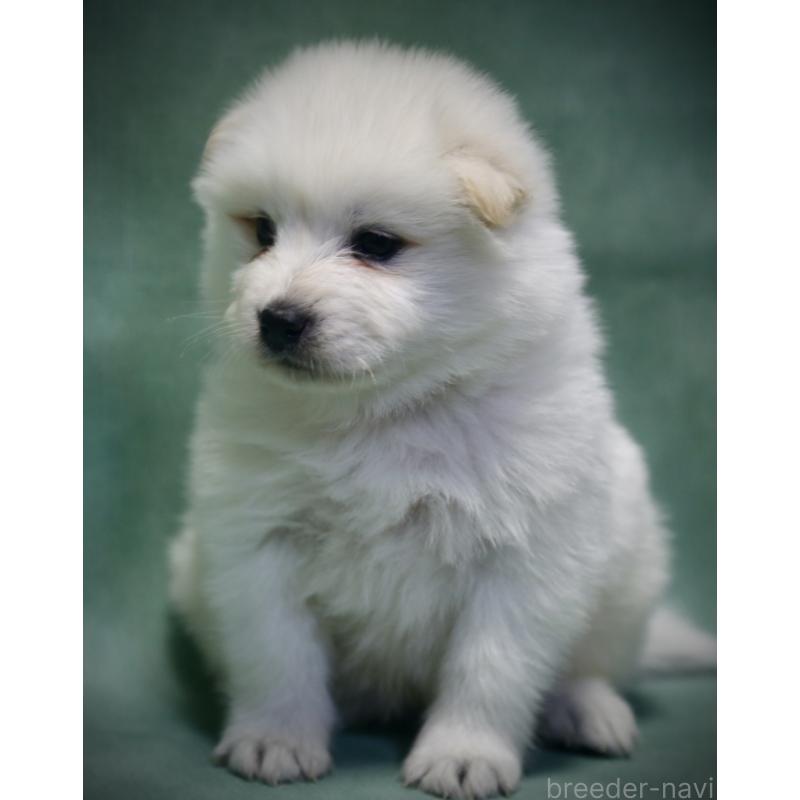 成約済の埼玉県のサモエド-430024の3枚目