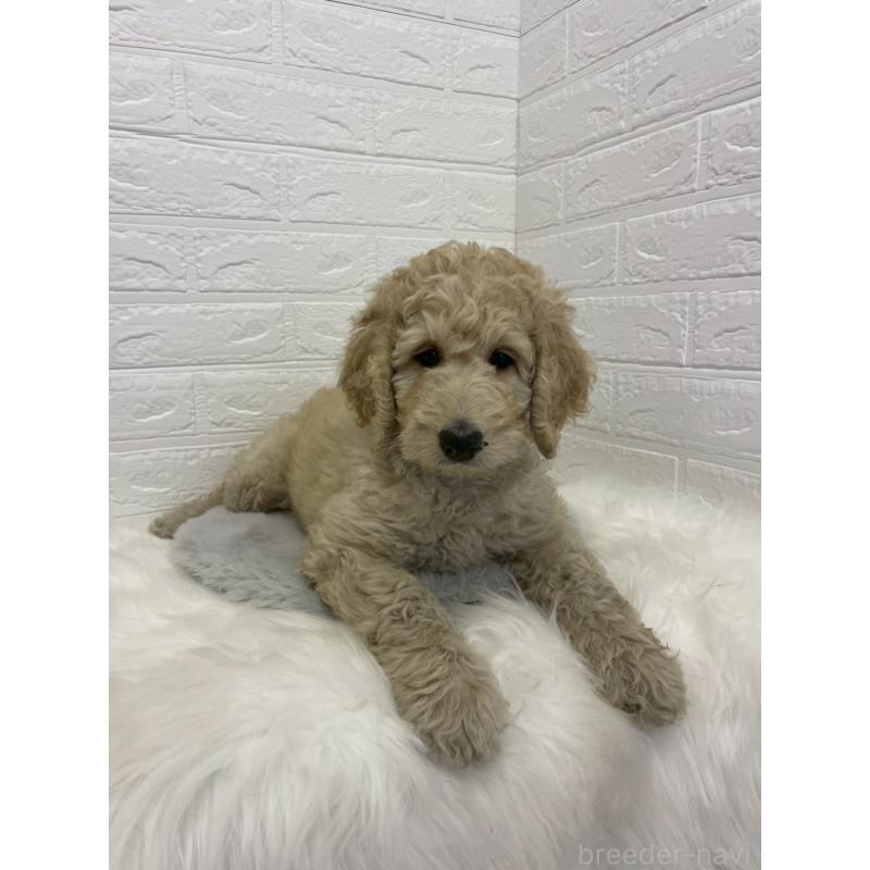 販売中の東京都のスタンダードプードル-432201の3枚目