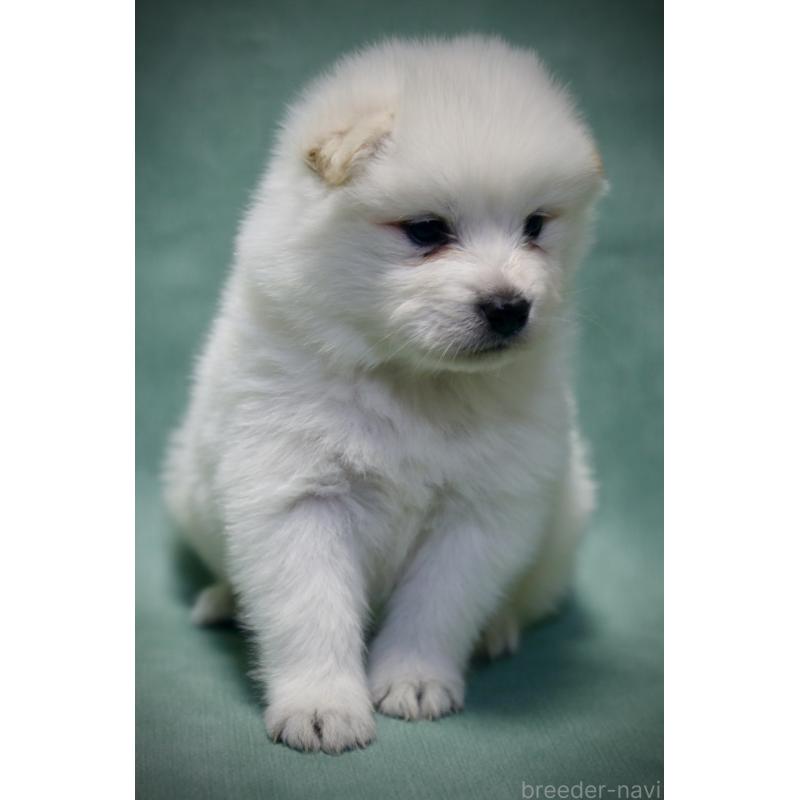 成約済の埼玉県のサモエド-430024の2枚目