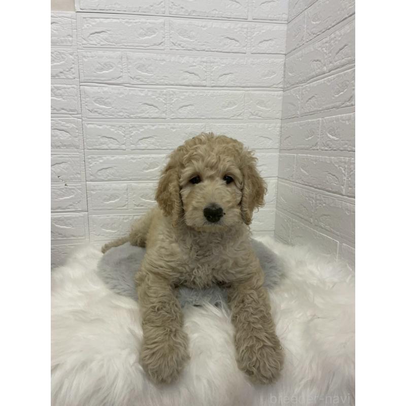 販売中の東京都のスタンダードプードル-432201の2枚目