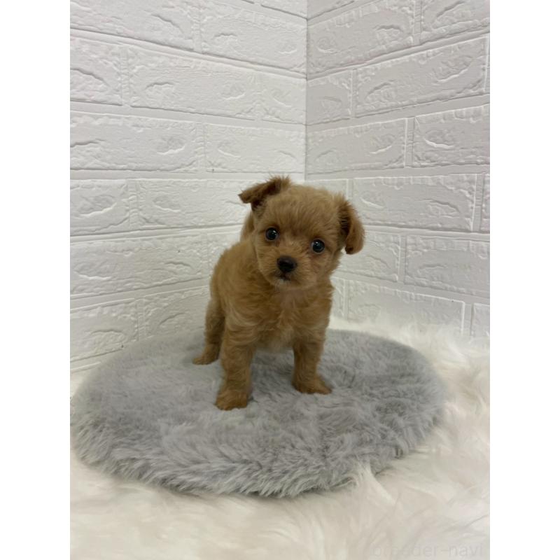 販売中の岡山県のチワプー:チワワ×トイプードル-432203の13枚目