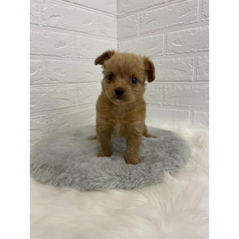 販売中の岡山県のチワプー:チワワ×トイプードル-432203の12枚目