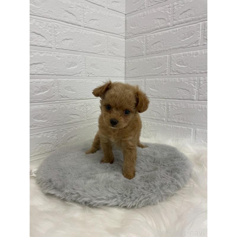 販売中の岡山県のチワプー:チワワ×トイプードル-432203の11枚目