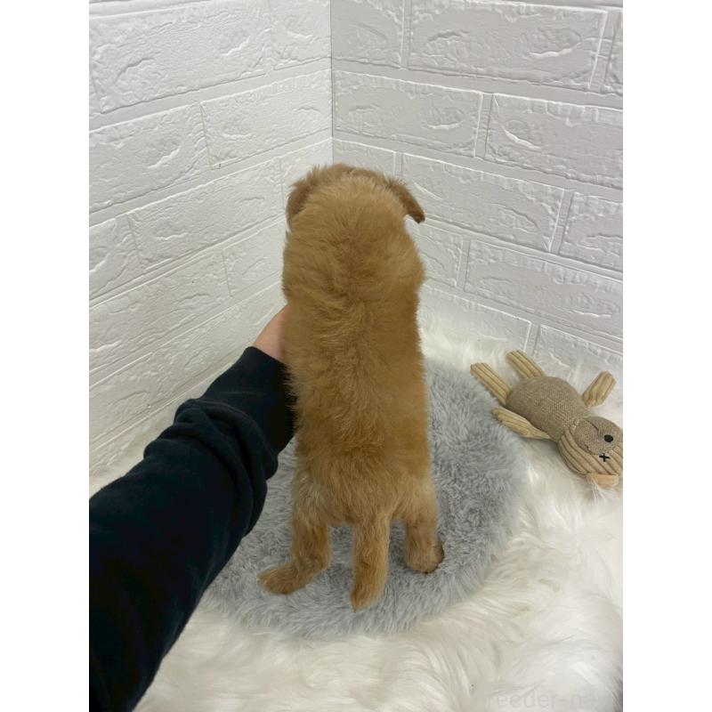 販売中の岡山県のチワプー:チワワ×トイプードル-432203の9枚目