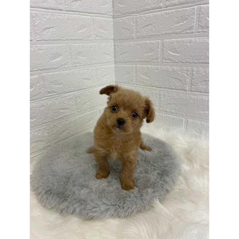 販売中の岡山県のチワプー:チワワ×トイプードル-432203の8枚目