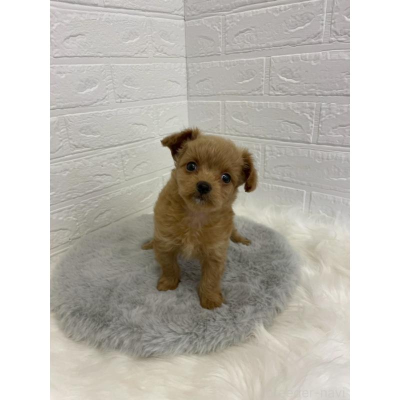 販売中の岡山県のチワプー:チワワ×トイプードル-432203の7枚目