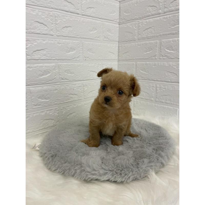 販売中の岡山県のチワプー:チワワ×トイプードル-432203の6枚目