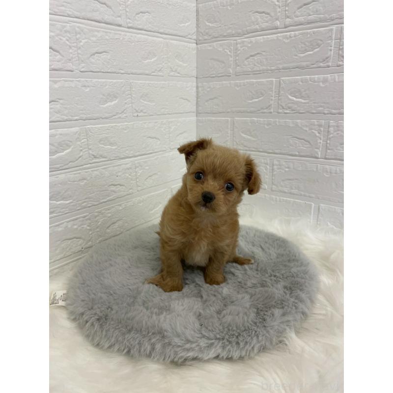 販売中の岡山県のチワプー:チワワ×トイプードル-432203の5枚目