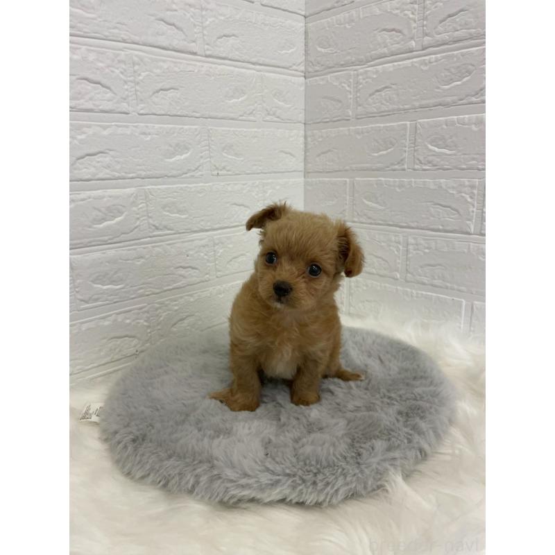 販売中の岡山県のチワプー:チワワ×トイプードル-432203の4枚目