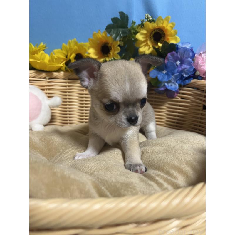 販売中の福岡県のチワワ(ロングコート)-432202の9枚目