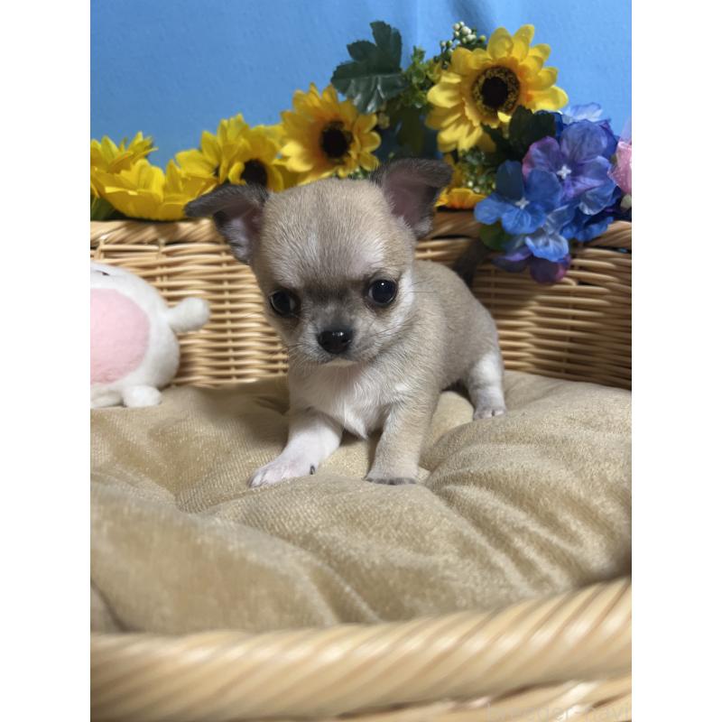 販売中の福岡県のチワワ(ロングコート)-432202の8枚目