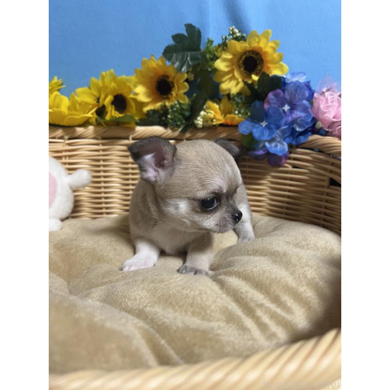 販売中の福岡県のチワワ(ロングコート)-432202の7枚目